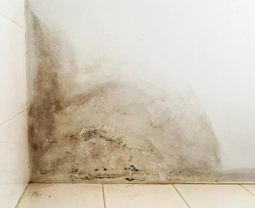 Premium Antifungal Wall Painting Services in Dubai 2Painter